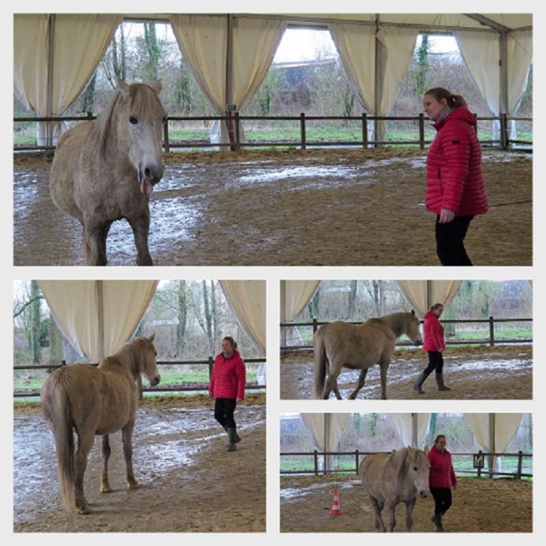 exercice equicoaching face à un cheval gris