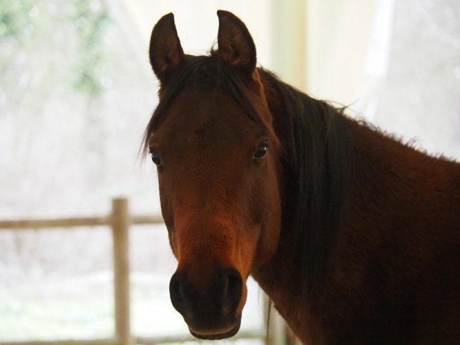 cheval attentif et connectée