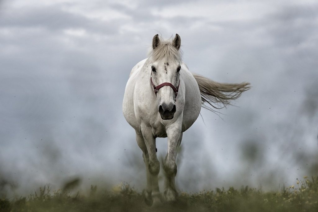 Cheval avancant dans le brouillard pour le succès de l'équicoaching