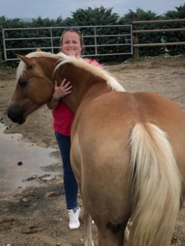 cheval haflinger connexion