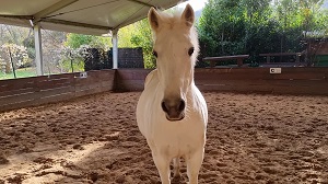 equicoaching HP
