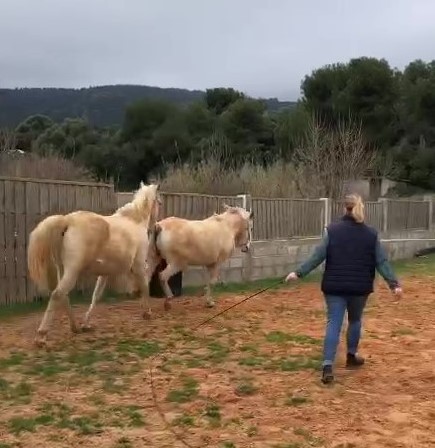 Equicoaching pur sans arabe